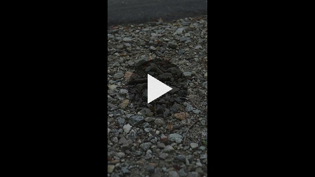 CARCIFO0620_1.mp4